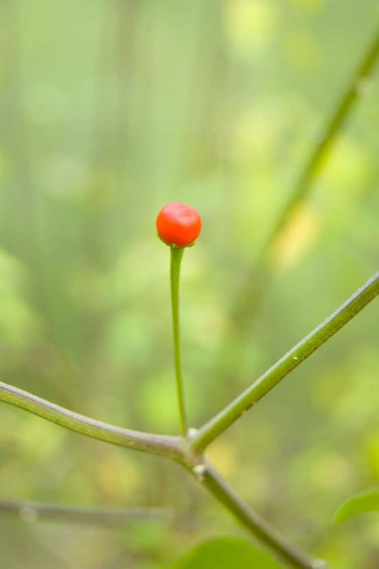 On the Mindful Eating of Spicy Peppers