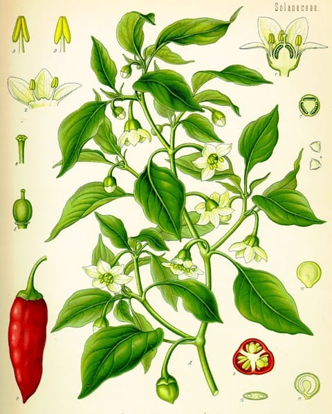 Köhler, Franz Eugen: Köhler’s Medizinal-Pflanzen