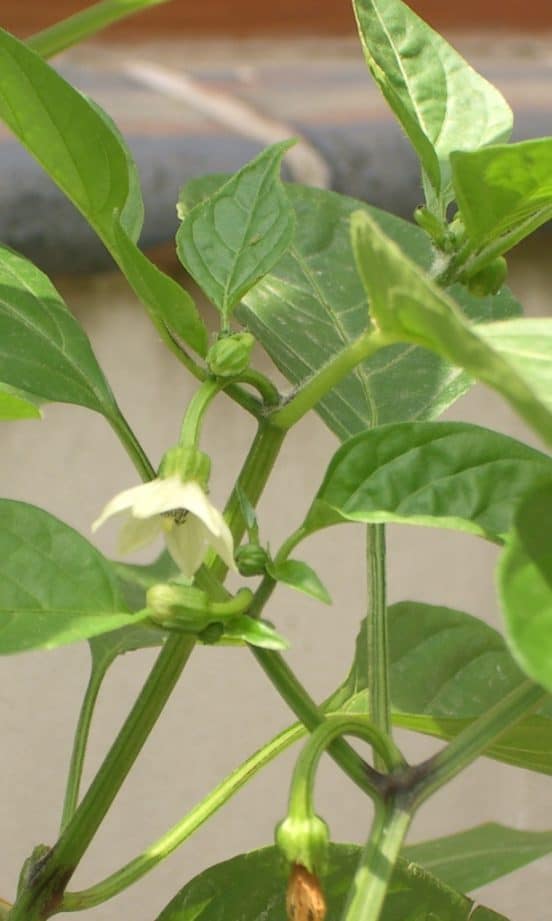 Capsicum: The Domesticated Species