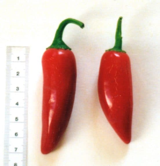 Capsicum: The Problem with Varieties