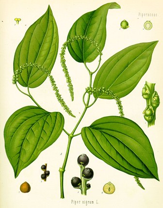 Piper nigrum (aus Koehlers Medizinalpflanzen)
