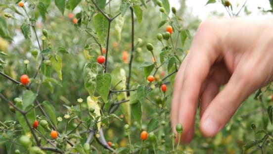 In Search of Perfect Chilli