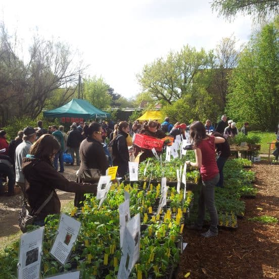 Twice-Burning Pepper, Chilli that Doesn’t Produce – at the Rare Plants Sale, Vienna Botanical Garden, April 11-13, 2014