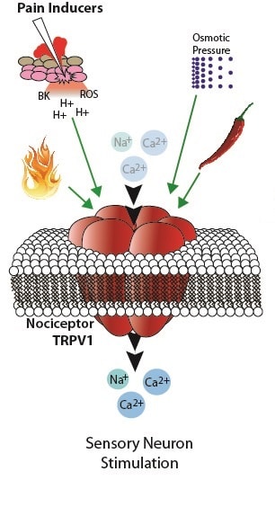 TRPV1