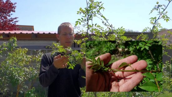 A Spring for the Sichuan Pepper (Sansho)…