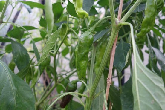 Knowing ChiliCult’s Varieties: Shishito