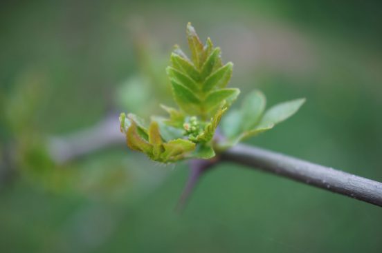 Sichuan Pepper and Sansho (and thus, Kinome) in Early Spring