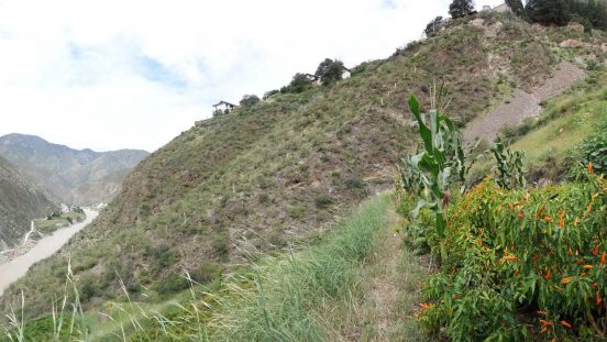 On the Search for the Elusive Perennial Tibetan Tree Chilli