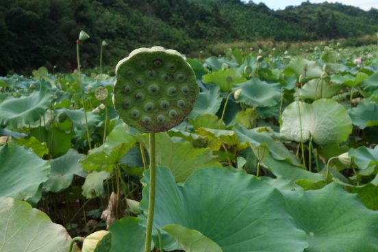 Eating Lotus Seeds