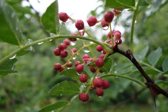 Flower Peppers, Huajiao: More than Sichuan Pepper