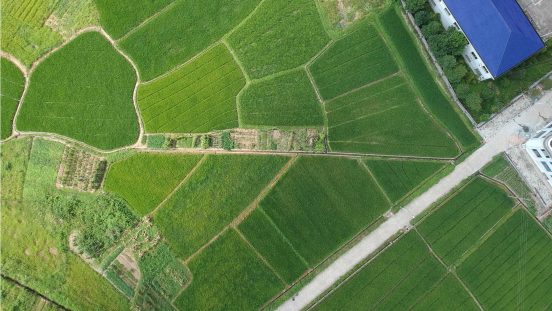 Rural Hunan Vegetable Growing