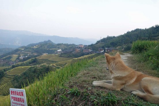 Chilli at the Longji Rice Terraces