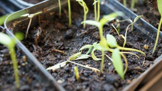 Chilli, germinated and damped off