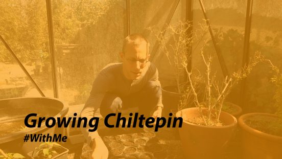 Grow Chiltepin #WithMe 1: Seeds and Sowing